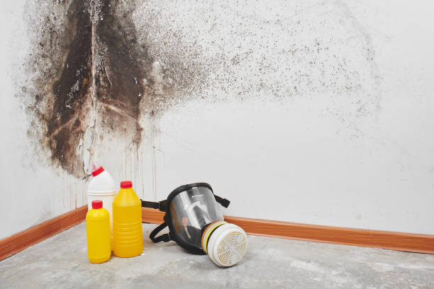 Best Same-Day Mold Removal  in Baker, LA