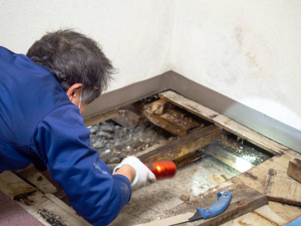 Best Attic Mold Removal  in Baker, LA