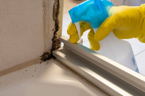 Best Black Mold Removal  in Baker, LA