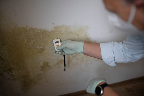Best Best Mold Removal Companies  in Baker, LA