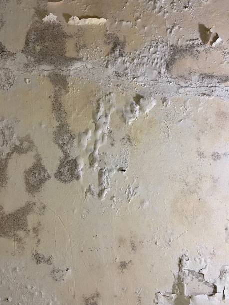 Best Residential Mold Removal  in Baker, LA