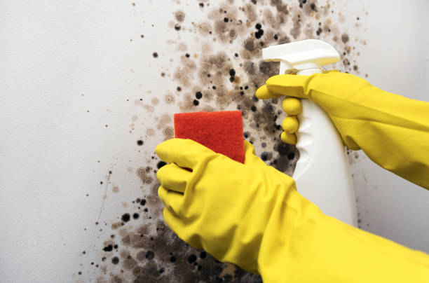 Best Same-Day Mold Removal  in Baker, LA