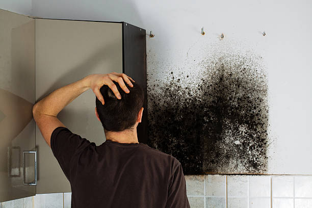 Trusted Baker, LA Mold Removal Experts